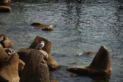 Прикрепленное изображение: gull_0028.jpg